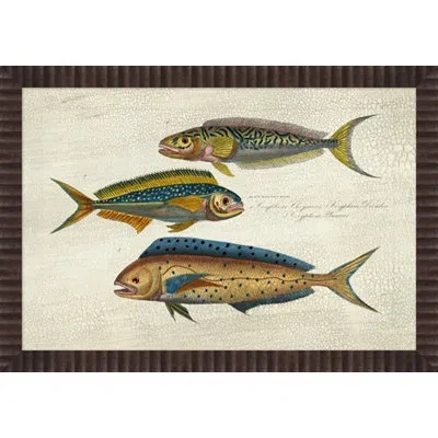 Wendover Art Group Indigo Chetodon 4 - Picture Frame Painting On Paper In Blue;beige;gold