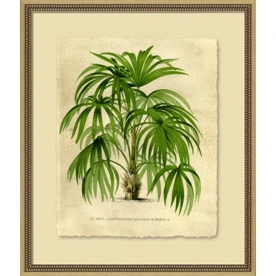 Wendover Art Group Island Palm I - Picture Frame Painting In Green;beige