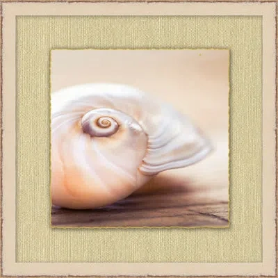 Wendover Art Group Ivory Shell Portrait - Picture Frame Photograph On Paper In Multi