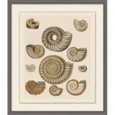 Wendover Art Group Khaki Shell Study 2 - Floater Frame Painting On Paper In Multi