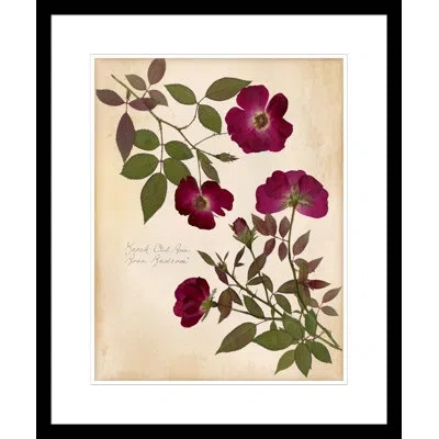 Wendover Art Group Knock Out Rose - Picture Frame Painting On Paper In Green;red