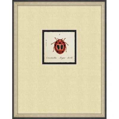 Wendover Art Group Lady Bug 2 - Picture Frame On Paper In Red;beige