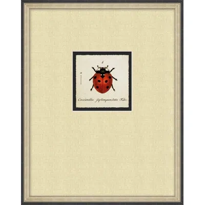 Wendover Art Group Lady Bug 3 - Picture Frame On Paper In Red;beige