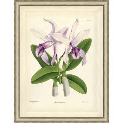 Wendover Art Group Laelia Amanda - Picture Frame Painting On Paper In Green;purple