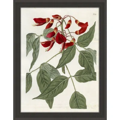 Wendover Art Group Large Red Botanical Ii - Picture Frame Painting On Paper In White;green;red