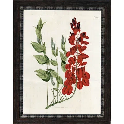Wendover Art Group Large Red Botanical Iii - Picture Frame Painting On Paper In White;green;red