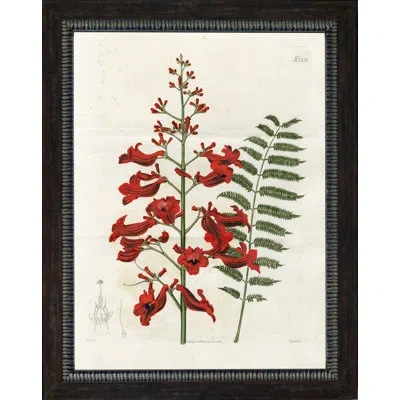 Wendover Art Group 'large Red Botanical Iv' Framed Graphic Art Print In White;green;red