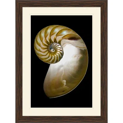 Wendover Art Group Large Shell 1 - Picture Frame Graphic Art On Glass In Black;gold