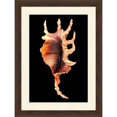 Wendover Art Group Large Shell 2 - Picture Frame Graphic Art On Glass In Black;brown