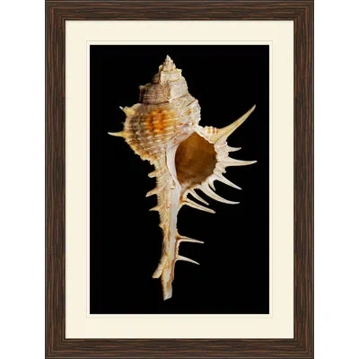 Wendover Art Group Large Shell 3 - Picture Frame Graphic Art On Glass In Black;beige