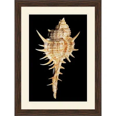 Wendover Art Group Large Shell 4 - Picture Frame Graphic Art In Black;beige