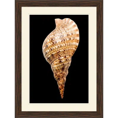 Wendover Art Group Large Shell 5 - Picture Frame Graphic Art In Black;brown