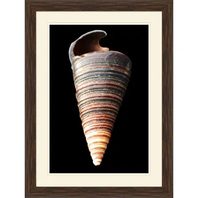 Wendover Art Group Large Shell 6 - Picture Frame Graphic Art In Black;beige