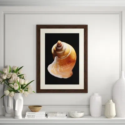 Wendover Art Group Large Shell 8 - Picture Frame Graphic Art In Black;white;orange