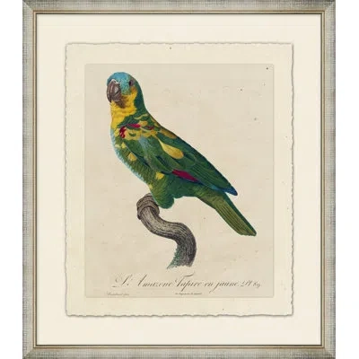 Wendover Art Group Le Perroquet 12 - Picture Frame Painting On Paper In Green;beige