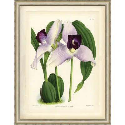 Wendover Art Group Lealia Anceps - Picture Frame Painting On Paper In Green;purple;cream