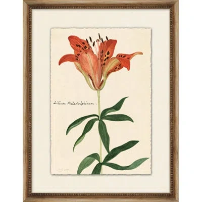 Wendover Art Group Lilium - Picture Frame Painting On Paper In Black;green;red