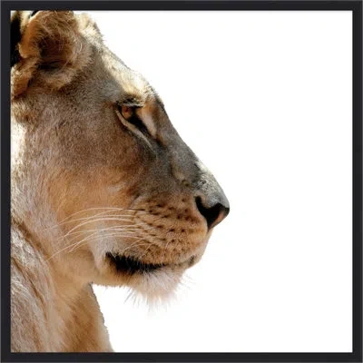 Wendover Art Group Lion Face Off 2 In Brown,black,white