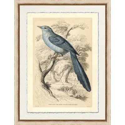 Wendover Art Group Long - Tailed Fly Catcher - Picture Frame Print On Paper In Blue;gray;beige