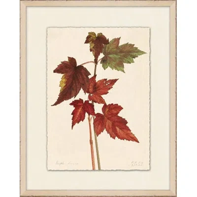 Wendover Art Group Maple Leaves 1 - Picture Frame Painting On Paper In Green;red;beige