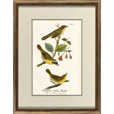 Wendover Art Group Maryland Yellow Warbler - Framed Graphic Art In Brown;green;yellow