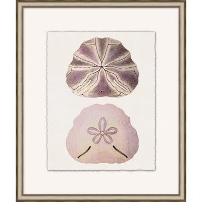 Wendover Art Group Mauve Shell Study 2 - Picture Frame Painting On Paper In Brown;beige;purple