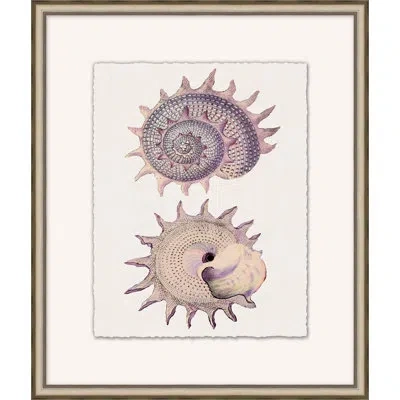 Wendover Art Group Mauve Shell Study 3 - Picture Frame Painting On Paper In Black;white;mauve