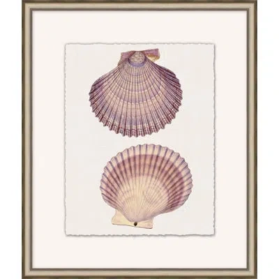 Wendover Art Group Mauve Shell Study 4 - Picture Frame Painting On Paper In Multi