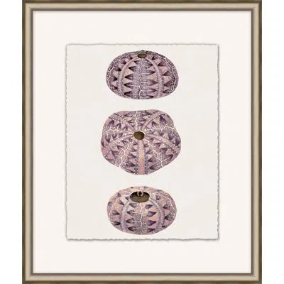 Wendover Art Group Mauve Shell Study 5 - Picture Frame Painting On Paper In Multi