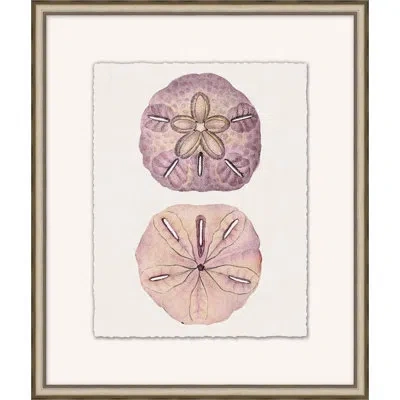 Wendover Art Group Mauve Shell Study 6 - Picture Frame Painting On Paper In Brown;white;mauve