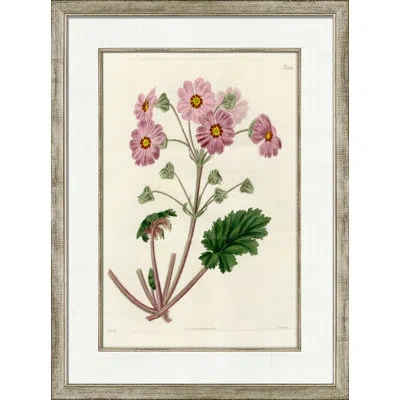 Wendover Art Group Medium Antique Blush Floral I - Picture Frame Painting On Paper In Green;pink;ivory