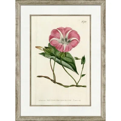 Wendover Art Group Medium Antique Blush Floral Ii - Picture Frame Painting On Paper In Green;pink;ivory