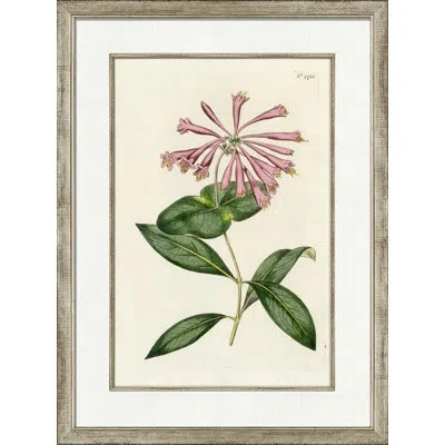 Wendover Art Group Medium Antique Blush Floral Iii - Picture Frame Painting On Paper In Green;pink;ivory