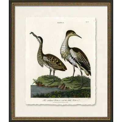 Wendover Art Group Medium Bittern - Picture Frame Painting On Paper In Black;white;green