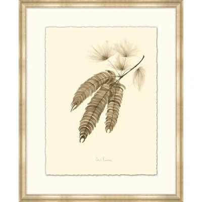 Wendover Art Group Mimosa - Picture Frame Print On Paper In Cream;sepia