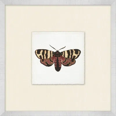 Wendover Art Group Miniature Butterfly Collection 1 - Picture Frame Print On Paper In Black;brown