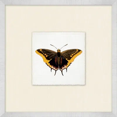 Wendover Art Group Miniature Butterfly Collection 10 - Picture Frame Print On Paper In Black;brown;yellow