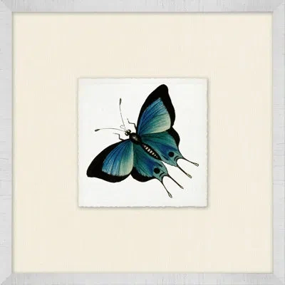 Wendover Art Group Miniature Butterfly Collection 11 - Picture Frame Print On Paper In Blue;black