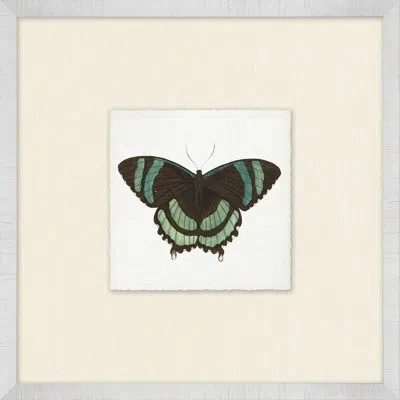Wendover Art Group Miniature Butterfly Collection 14 - Picture Frame Print On Paper In Black;green