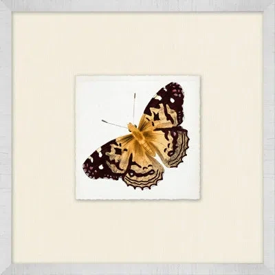 Wendover Art Group Miniature Butterfly Collection 2 - Picture Frame Print On Paper In Black;brown