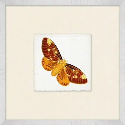 Wendover Art Group Miniature Butterfly Collection 6 - Picture Frame Print On Paper In Brown;orange