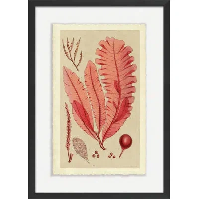 Wendover Art Group Modern Sea Grass Ii - Picture Frame Painting On Paper In Beige;pink