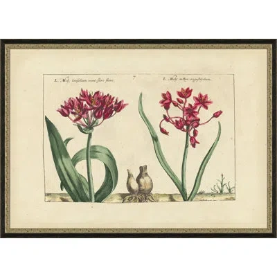 Wendover Art Group Moly Latifolium - Picture Frame Painting On Paper In Green;beige;pink