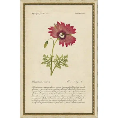 Wendover Art Group Monsonia Speciosa - Picture Frame Graphic Art On Paper In Green;beige;pink