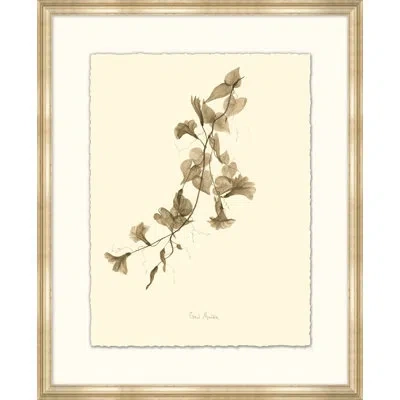 Wendover Art Group Morning Glory - Picture Frame Painting On Paper In Gray