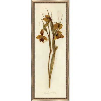 Wendover Art Group Napa Valley 1872 Herbarium Ix - Picture Frame Print On Paper In Beige;sepia