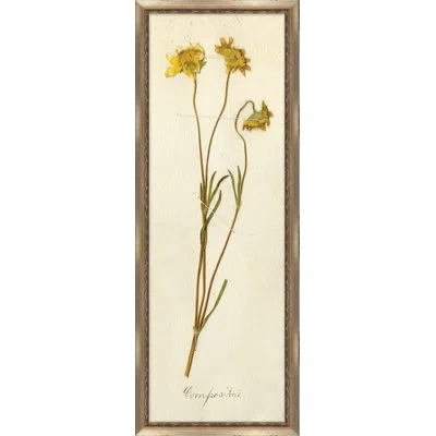 Wendover Art Group Napa Valley 1872 Herbarium V - Picture Frame Print On Paper In Yellow;sepia