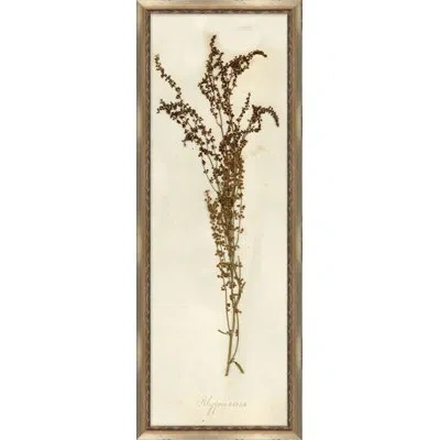 Wendover Art Group Napa Valley 1872 Herbarium Vi - Picture Frame Print On Paper In Cream;sepia