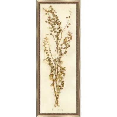 Wendover Art Group Napa Valley 1872 Herbarium Viii - Picture Frame Print On Paper In Cream;sepia
