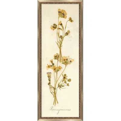Wendover Art Group Napa Valley 1872 Herbarium X - Picture Frame Print On Paper In Cream;sepia